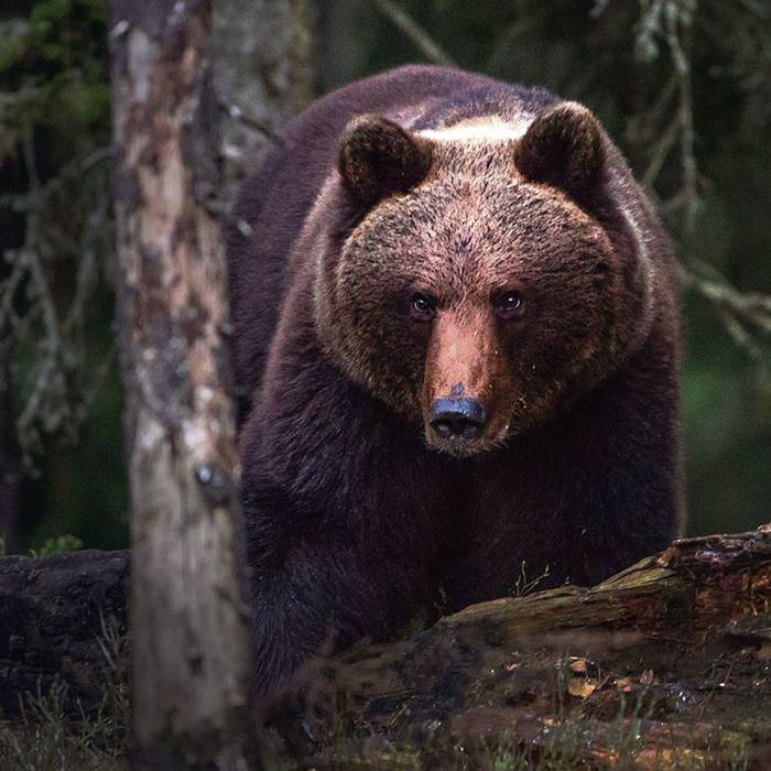 Foto principal del artículo 'Humanos provocan mamitis en osos escandinavos'