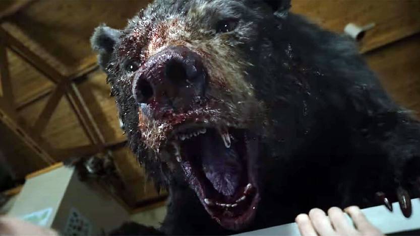 oso intoxicado