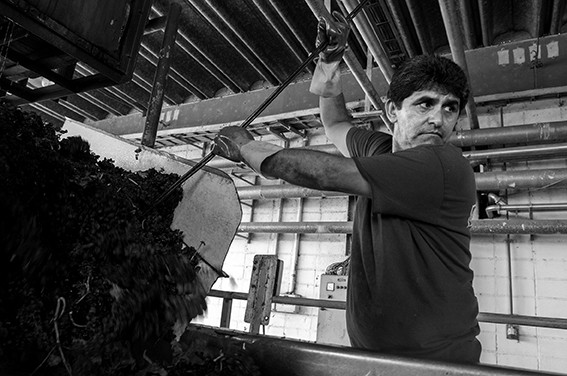 Miguel Barreiro durante la molienda en el viñedo de la ex Calvinor. / Foto: Sandro Pereyra (archivo, enero de 2014)