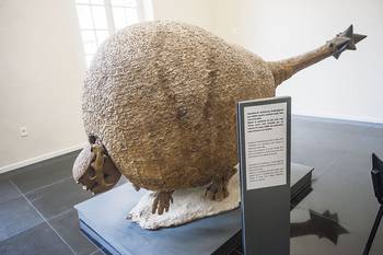 Esqueleto de Doedicurus, mulita gigante que habitó la región hace unos 8.000 años, ayer, en el nuevo Museo de Historia Natural. Esqueleto de Doedicurus, mulita gigante que habitó la región hace unos 8.000 años, ayer, en el nuevo Museo de Historia Natural.