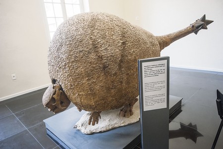 Esqueleto de Doedicurus, mulita gigante que habitó la región hace unos 8.000 años, ayer, en el nuevo Museo de Historia Natural. · Foto: Federico Gutiérrez Esqueleto de Doedicurus, mulita gigante que habitó la región hace unos 8.000 años, ayer, en el nuevo Museo de Historia Natural. · Foto: Federico Gutiérrez