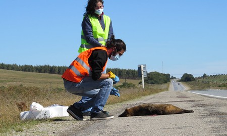 Felipe Montenegro y Natalia Manisse, recogen muestras de zorro atropellado en ruta 9.
Foto Hugo Coitiño
Felipe Montenegro y Natalia Manisse, recogen muestras de zorro atropellado en ruta 9.
Foto Hugo Coitiño