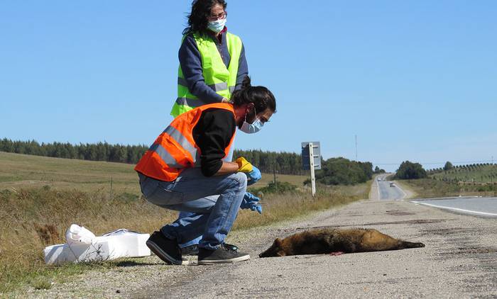 Felipe Montenegro y Natalia Manisse, recogen muestras de zorro atropellado en ruta 9.
Foto Hugo Coitiño
