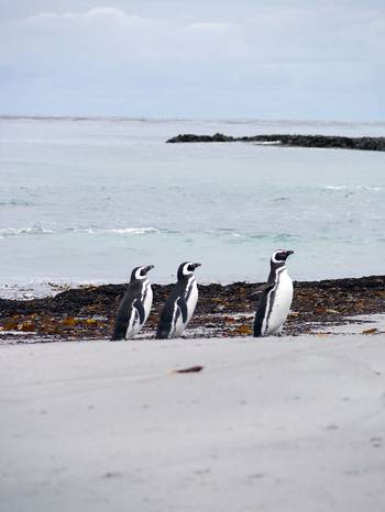 Pingüinos de Magallanes (Spheniscus magellanicus). Foto: Martín Otheguy
Pingüinos de Magallanes (Spheniscus magellanicus). Foto: Martín Otheguy