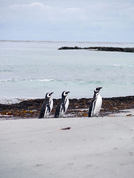 Pingüinos de Magallanes (Spheniscus magellanicus). Foto: Martín Otheguy
Pingüinos de Magallanes (Spheniscus magellanicus). Foto: Martín Otheguy