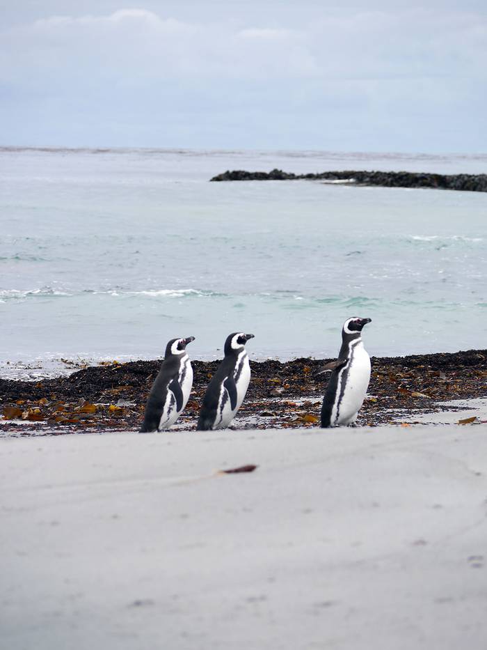 Pingüinos de Magallanes (Spheniscus magellanicus). Foto: Martín Otheguy


