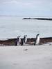 Pingüinos de Magallanes (Spheniscus magellanicus). Foto: Martín Otheguy
Pingüinos de Magallanes (Spheniscus magellanicus). Foto: Martín Otheguy