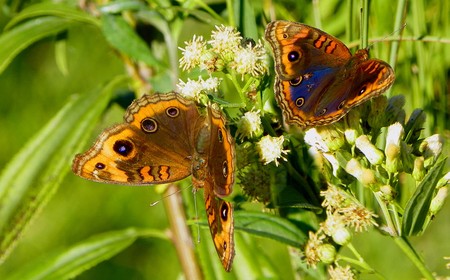 Ejemplares macho y hembra de la mariposa Junonia genoveva hilaris. Foto: Gabriela Bentancur-Viglione
Ejemplares macho y hembra de la mariposa Junonia genoveva hilaris. Foto: Gabriela Bentancur-Viglione