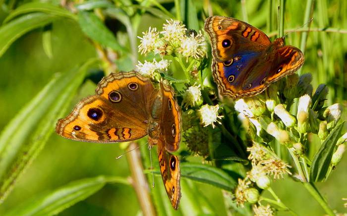 Ejemplares macho y hembra de la mariposa Junonia genoveva hilaris. Foto: Gabriela Bentancur-Viglione

