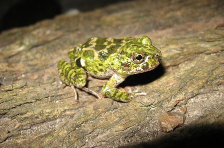Pleurodema bibroni, rana de Uruguay en la que se encontró el hongo quitridio.
Foto: Raúl Maneyro
Pleurodema bibroni, rana de Uruguay en la que se encontró el hongo quitridio.
Foto: Raúl Maneyro