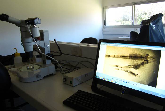 La diminuta N. americana, vista al microscopio. Foto: Noé Espinosa
