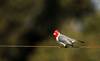 Cardenal (Paroaria coronata). · Foto: Leo Lagos Cardenal (Paroaria coronata). · Foto: Leo Lagos