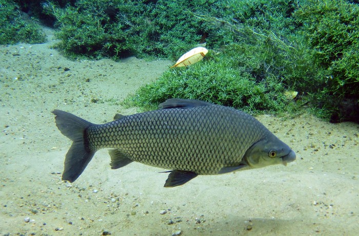 Sábalo. Foto de Alessandro De Almeida
