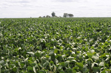 Plantación de soja, en Paso Picón, Canelones. (archivo, febrero de 2015) · Foto: Sandro Pereyra Plantación de soja, en Paso Picón, Canelones. (archivo, febrero de 2015) · Foto: Sandro Pereyra