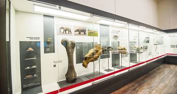 El nuevo Museo de Historia Natural. El nuevo Museo de Historia Natural.