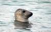 Foca gris. Foto: Carla Van Westing (Inaturalist)
Foca gris. Foto: Carla Van Westing (Inaturalist)