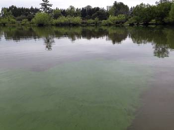 Cianobacterias en embalse de Salto Grande. Foto: Gabriela Martínez de la Escalera