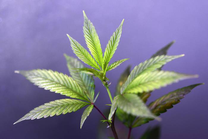 Planta hembra de cannabis. · Foto: Miguel Medina, AFP.