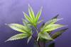 Planta hembra de cannabis. Planta hembra de cannabis.