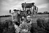 Cosechadora de uva, trabajando en la bodega Molinari, en Canelones. (archivo, febrero de 2009) · Foto: Pablo Nogueira Cosechadora de uva, trabajando en la bodega Molinari, en Canelones. (archivo, febrero de 2009) · Foto: Pablo Nogueira