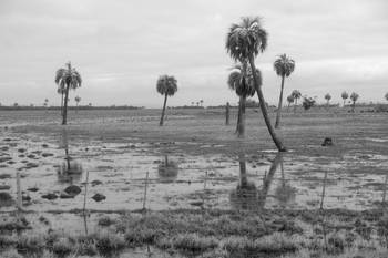 Palmas de butiá, en Rocha. (archivo, setiembre de 2009) Palmas de butiá, en Rocha. (archivo, setiembre de 2009)