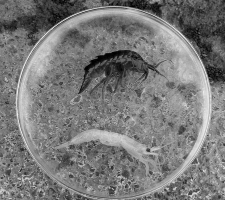 Muestra de pequeños crustáceos recogidos por científicos del Instituto Clemente Estable, en la Base Antártica Artigas. (archivo, enero de 2005) · Foto: Pedro Rincón Muestra de pequeños crustáceos recogidos por científicos del Instituto Clemente Estable, en la Base Antártica Artigas. (archivo, enero de 2005) · Foto: Pedro Rincón