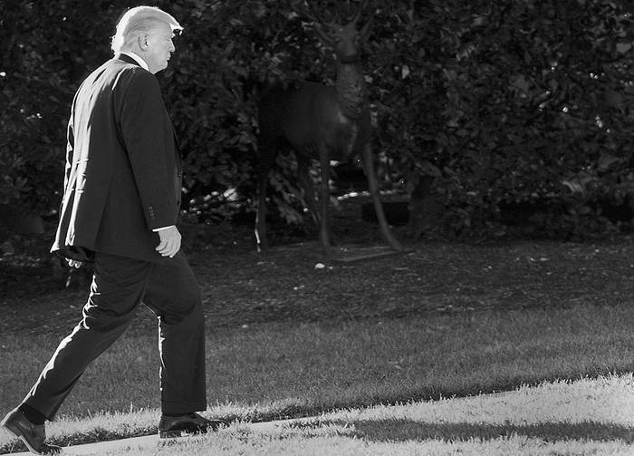 Donald Trump se dirige a la sala Oval de la Casa Blanca, ayer, en Washington. Foto: Nicolás Kamm, AFP