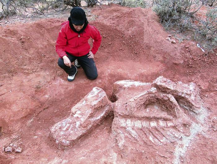 Investigador argentino trabaja en la extracción de los restos de un dinosaurio gigante de la formación Balde de Leyes, cerca de Marayes, provincia de San Juan, Argentina.
Foto: AFP / agencia ctys