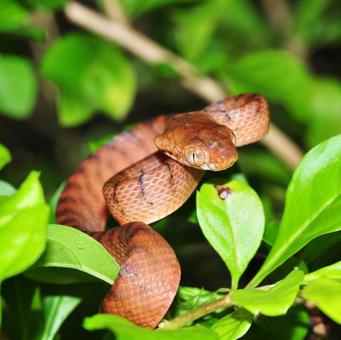 Serpiente arbórea marrón (Boiga irregularis), causante de la extinción de más de la mitad de las especies nativas de aves y lagartijas de la isla de Guam y de tres de sus especies de murciélagos.
Foto: P Krillow
