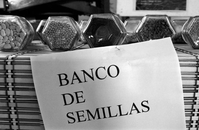 
Banco de Semillas, de pequeños productores en Sauce. (archivo, junio de 2009)
 · Foto: Victoria Rodríguez