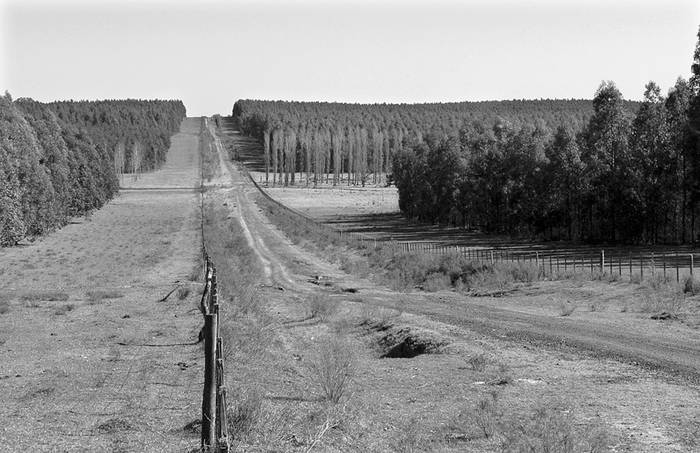 Campos forestados en el departamento de Soriano. (archivo, agosto de 2008) · Foto: Sandro Pereyra