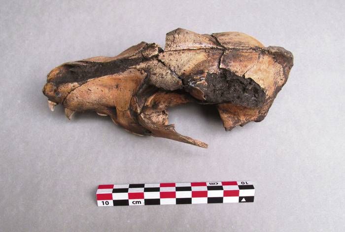 Cráneo de perro doméstico encontrada en cerrito indígena de Bañado San Miguel. Foto: José M López Mazz