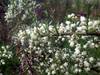 Quina de campo (Discaria amercana) en flor.
Foto: LauOt
Quina de campo (Discaria amercana) en flor.
Foto: LauOt