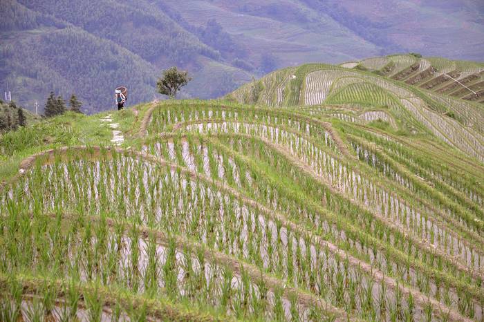 Plantación de arroz en terrazas para evitar la erosión, en China. Foto: Stacie Wolny
