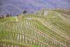 Plantación de arroz en terrazas para evitar la erosión, en China. Foto: Stacie Wolny
Plantación de arroz en terrazas para evitar la erosión, en China. Foto: Stacie Wolny