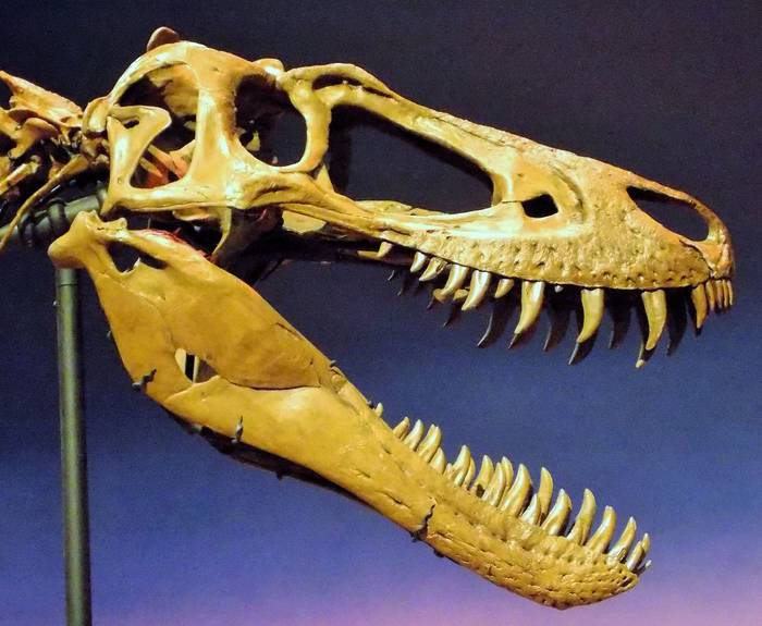 The skull of the juvenile T. rex, Jane.
Foto: Scott A. Williams
