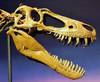 The skull of the juvenile T. rex, Jane.
Foto: Scott A. Williams
The skull of the juvenile T. rex, Jane.
Foto: Scott A. Williams