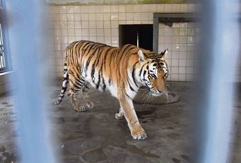 Tigre en el zoológico de Karachi, en febrero de 2018. en Karachi, Pakistán.
Tigre en el zoológico de Karachi, en febrero de 2018. en Karachi, Pakistán.