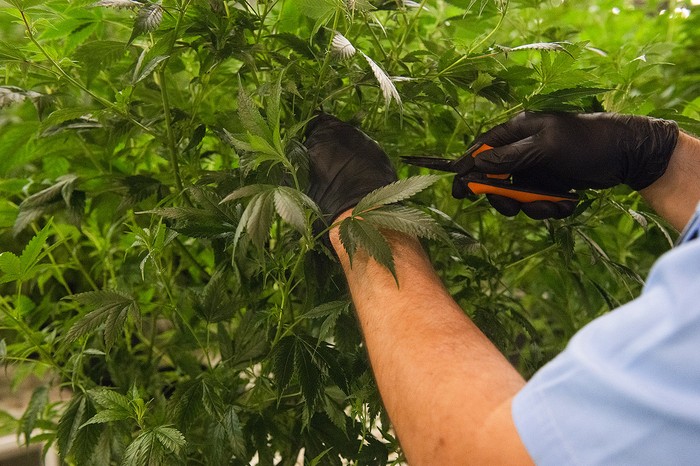 Cultivo de cannabis (archivo, agosto de 2022). · Foto: Alessandro Maradei