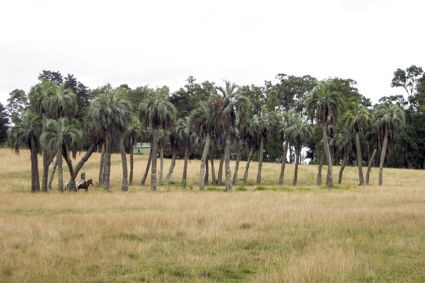 Corrales de palmas de Rocha 01