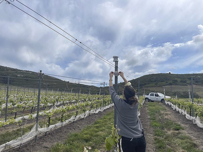 Mercedes Fourment colocando sensores en viñedo océanico. Foto: gentileza Mercedes Fourment