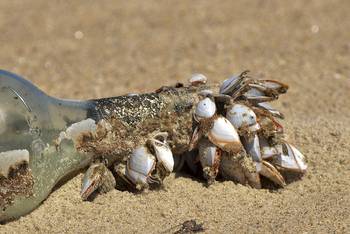 Percebes de la especie _Lepas anserifera_ en botella, Cabo Polonio. Foto: Sebastián Lovera (NaturalistaUy).