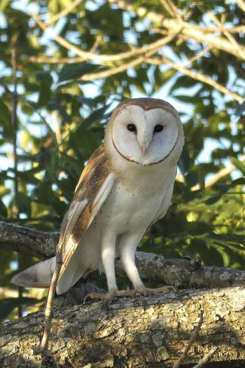 Lechuza de campanario (_Tyto furcata_). · Foto: Enrique M González