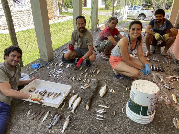 Investigadores clasificando peces en el muestreo del río Uruguay en 2017. · Foto: Iván González
