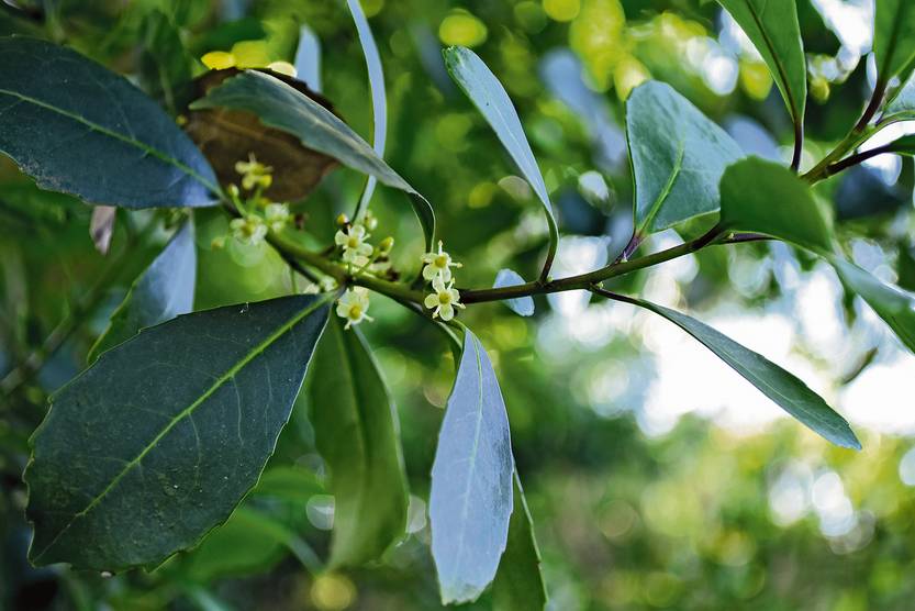 13-15 20251108 Ciencia Yerba 3