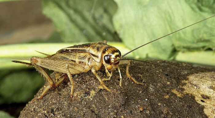 Grillo asiático doméstico en Lituania. Foto: Romas Ferenca, iNaturalist