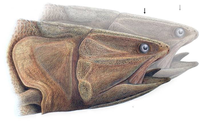 Reconstrucción a lápiz de la cabeza de celacanto (detrás, una posición alternativa y más adelantada del ojo). Ilustración de Pablo Toriño