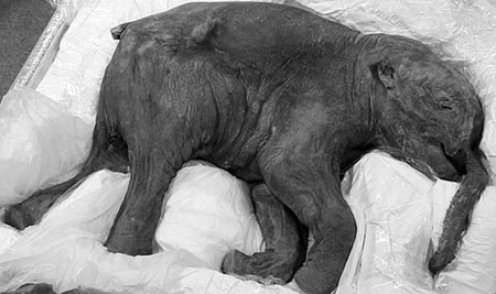 Mamut hallado en la república siberiana de Yakutia. Foto: s/d de autor Mamut hallado en la república siberiana de Yakutia. Foto: s/d de autor