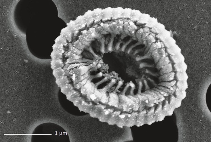 Cocolitóforo aéreo capturado por microscopía electrónica de rastreo.
Foto: Miri Trainic