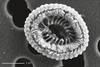 Cocolitóforo aéreo capturado por microscopía electrónica de rastreo.
Foto: Miri Trainic Cocolitóforo aéreo capturado por microscopía electrónica de rastreo.
Foto: Miri Trainic